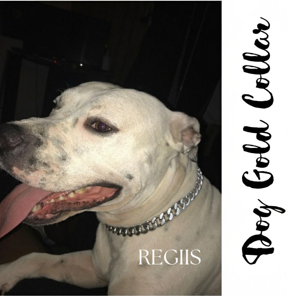 Regiis Silver Cuban Link Dog Chain Collar – Double Ring Lock | Large